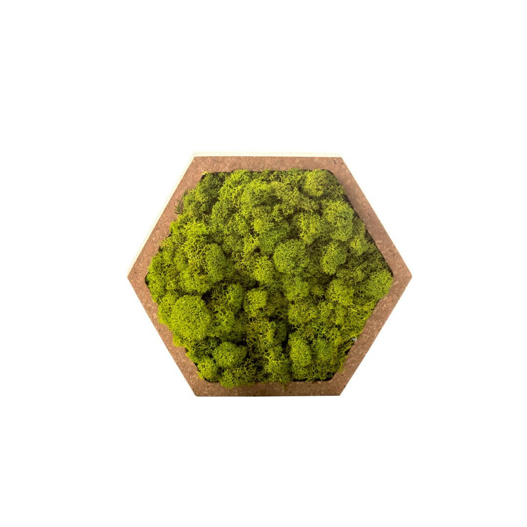 - Tableau végétal hexagonal lichen vert 16 x 16 cm