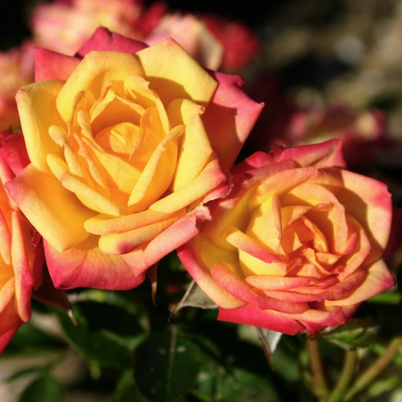 Rose »Little Sunset«