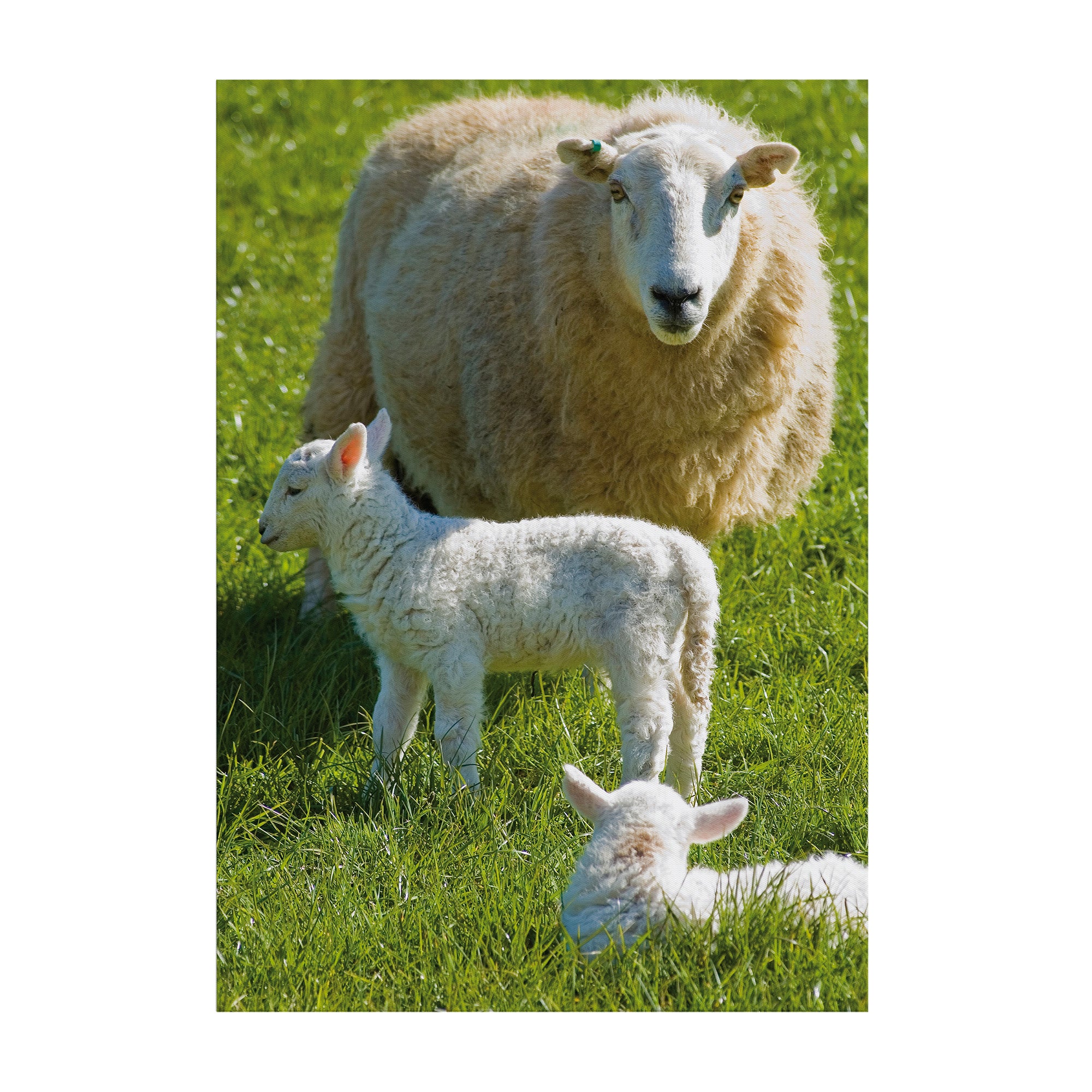 Art for the Home Buitencanvas Schapenfamilie