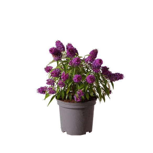 Pflanze, Sommerflieder, bunt blühend