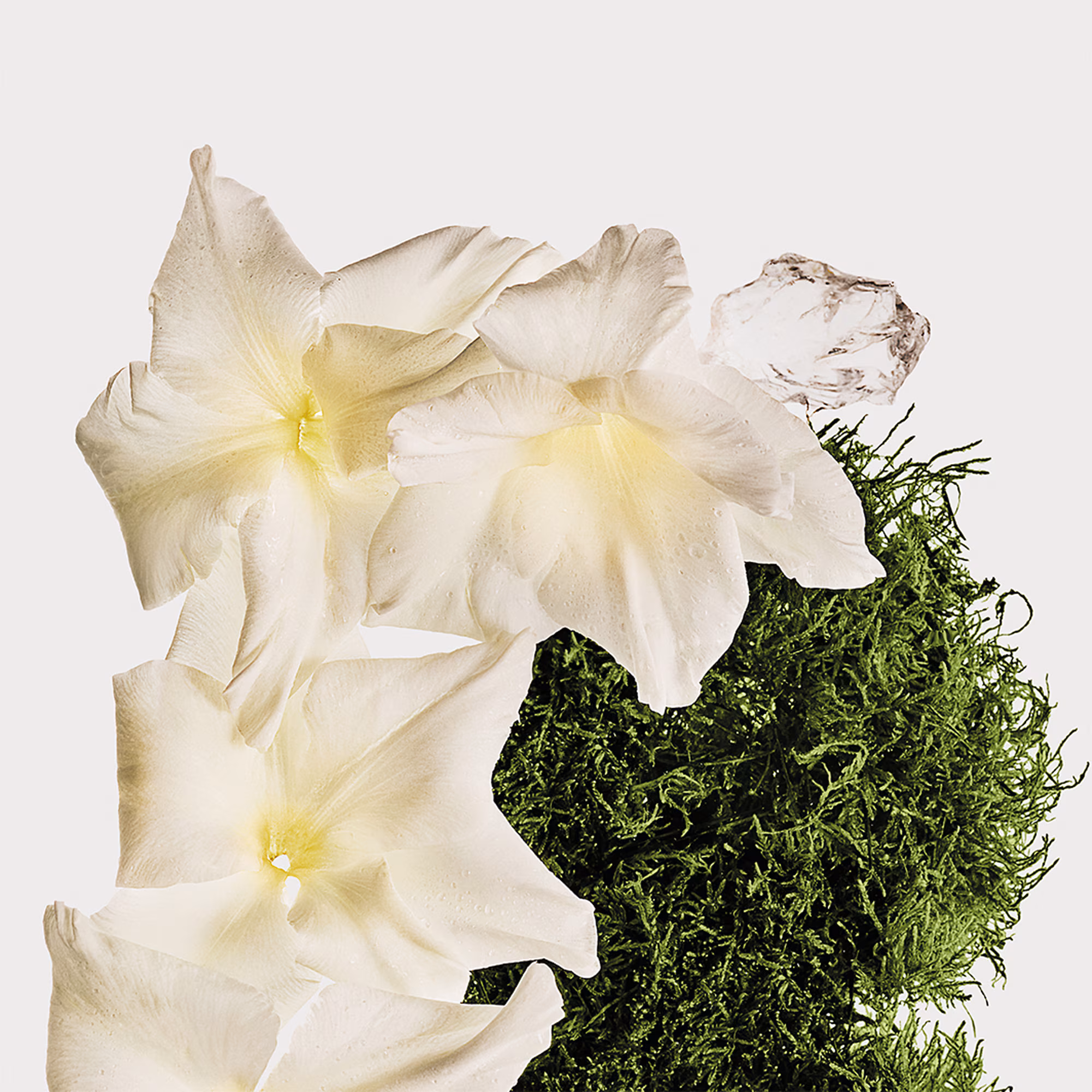 CK COTTON MUSK BODY MIST COLLECTIONBrume parfumée corps & cheveux