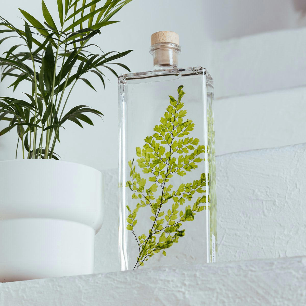 HERBARIUM DE THEOPHILE - Plante immergée Fougère Luthi verte