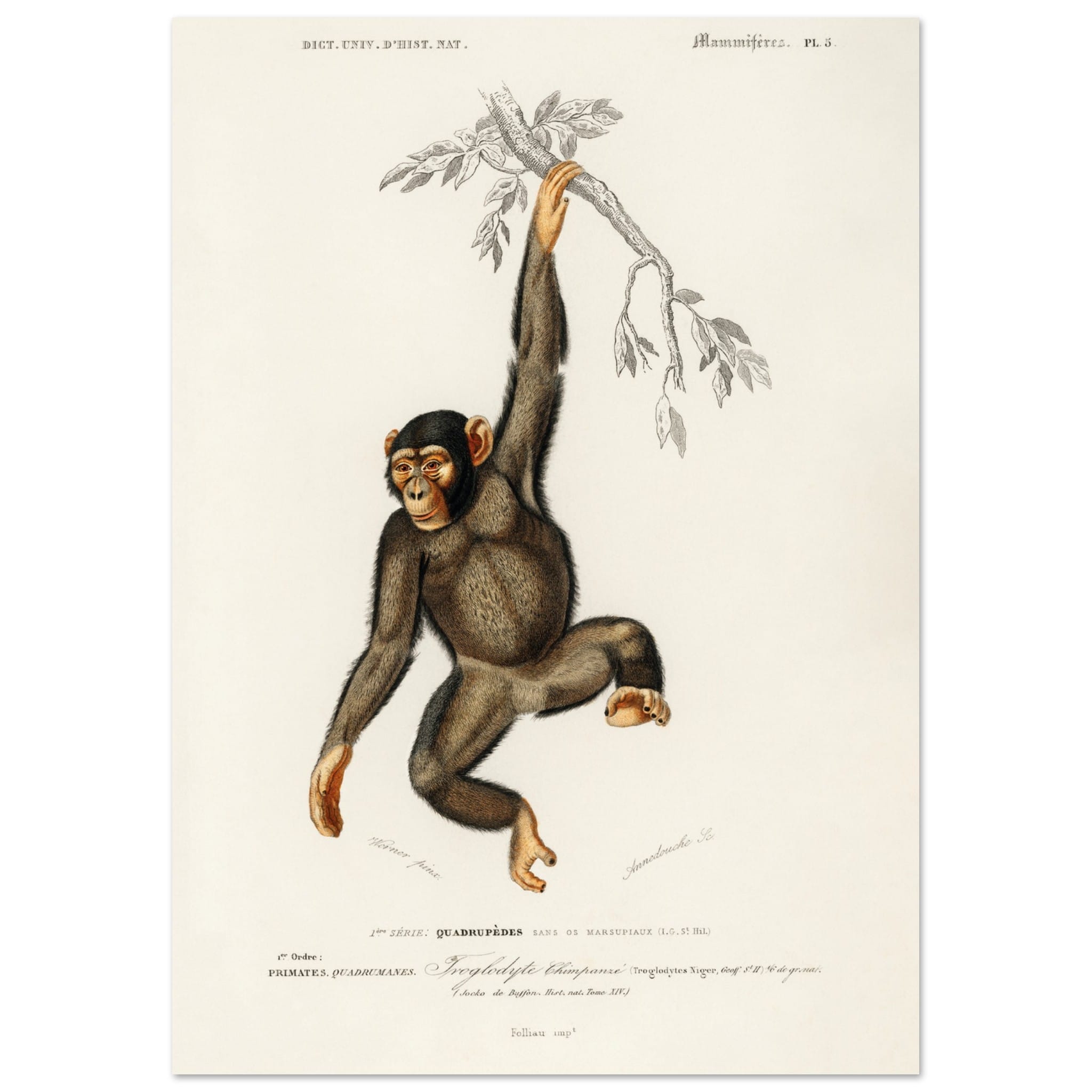 Artfulprints Poster Charles Dessalines d'Orbigny - Chimpangze (troglodyte chimpanze)  - A4 21x29.7 cm - Bruin