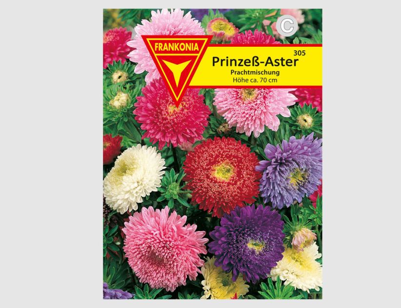 Prinzeß-Aster