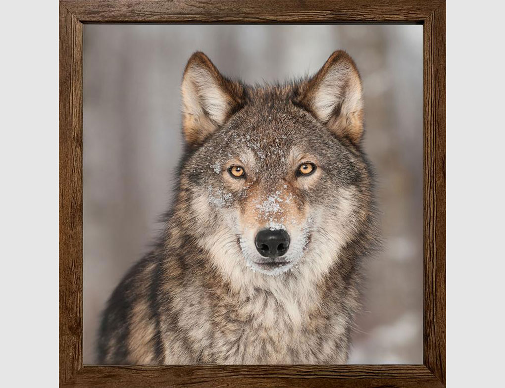 Bild Wolf in winterlicher Landschaft