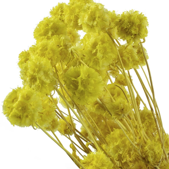 Trockenblumen »Skabiose Kugel«