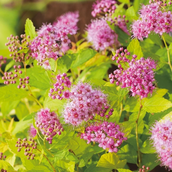 Goldgelber Spierstrauch, Spiraea japonica »Golden Princess«, Blätter: grün, Blüten: rosa/pink
