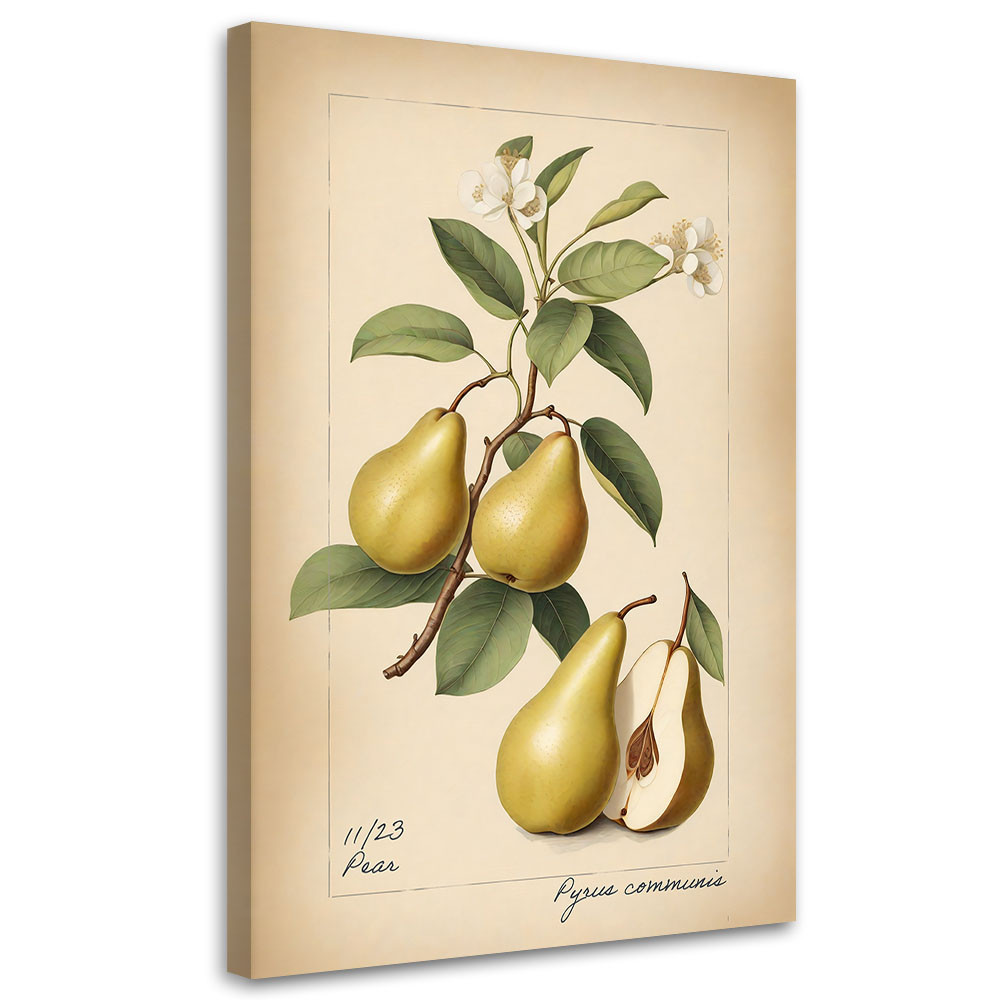 Feeby Obraz na płótnie, Owoce Vintage Gruszka 40x60