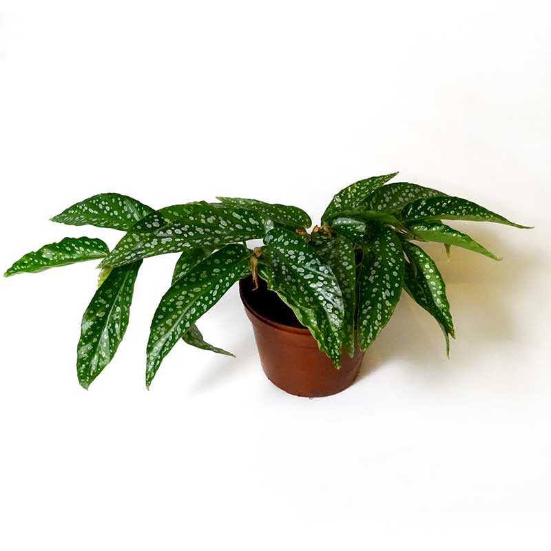 Prickbegonia