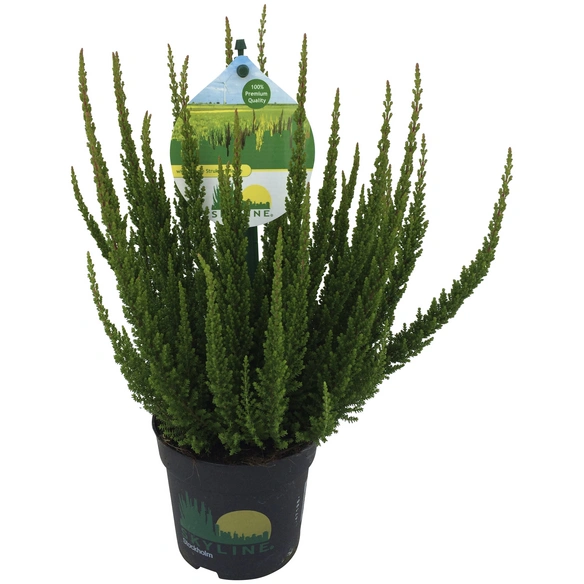 Heidekraut, Wuchshöhe (max.): 20 cm