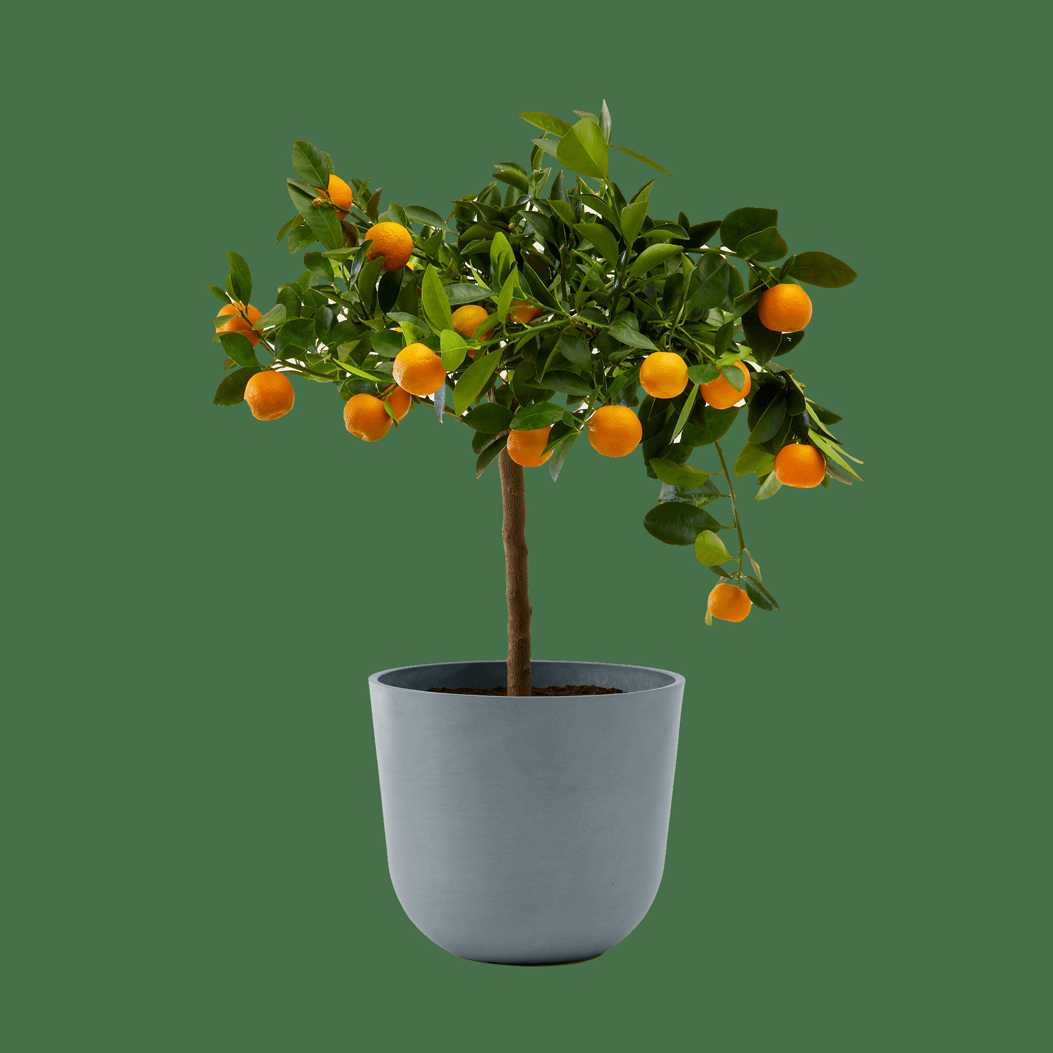 - Plante d'intérieur- Calamondin 75 cm en pot bleu gris