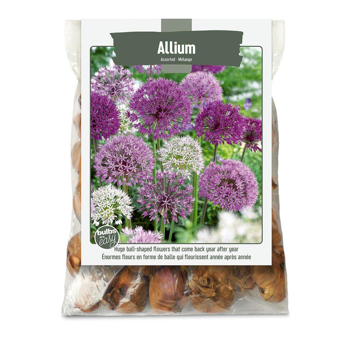 Allium Bulbs, Assorted Varieties, Ready to Plant for your Home Garden, by Bulbs Are Easy