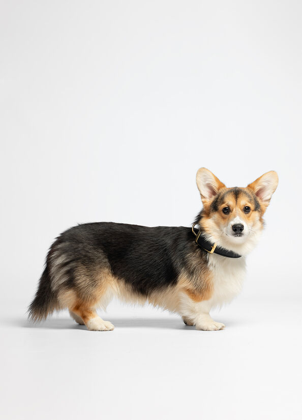 Collare con cuori Liu Jo Pets