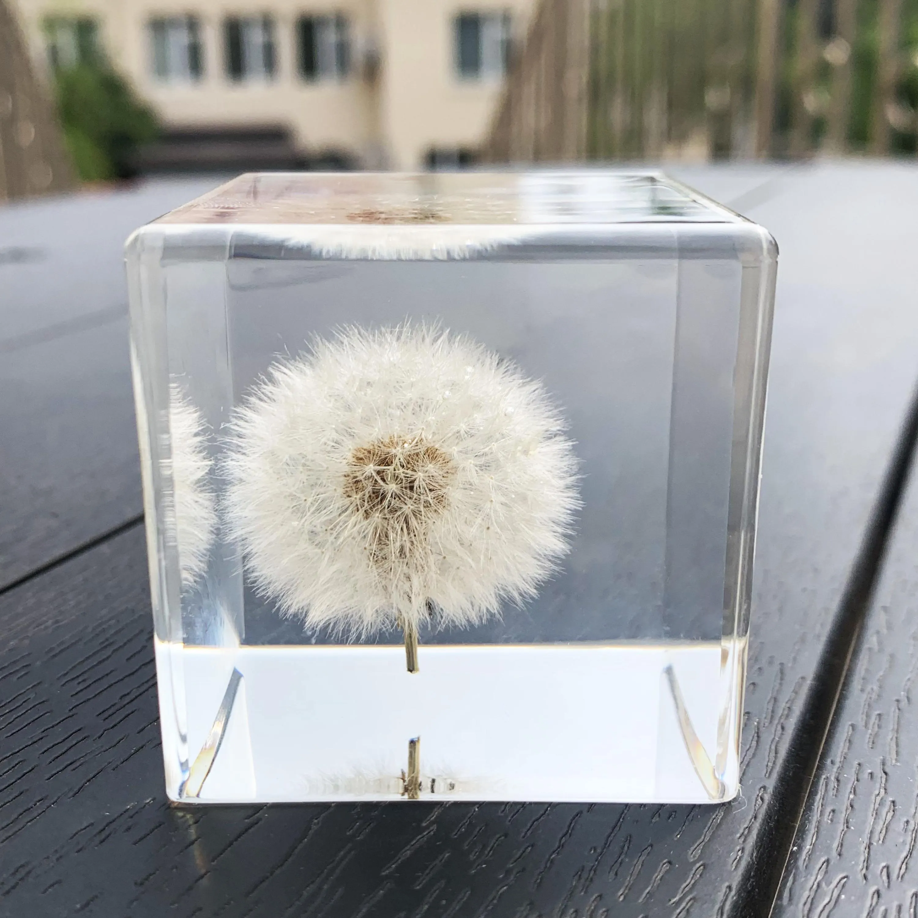 Real Dandelion Resin Paperweight | Clear Cube Flower Specimen Desktop Ornament | Botanical Aesthetic Room Office Decor | Nature Lover Gift