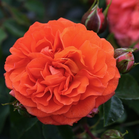 Beetrose, Rosa »Orangerie®«, Blüte: orange, gefüllt