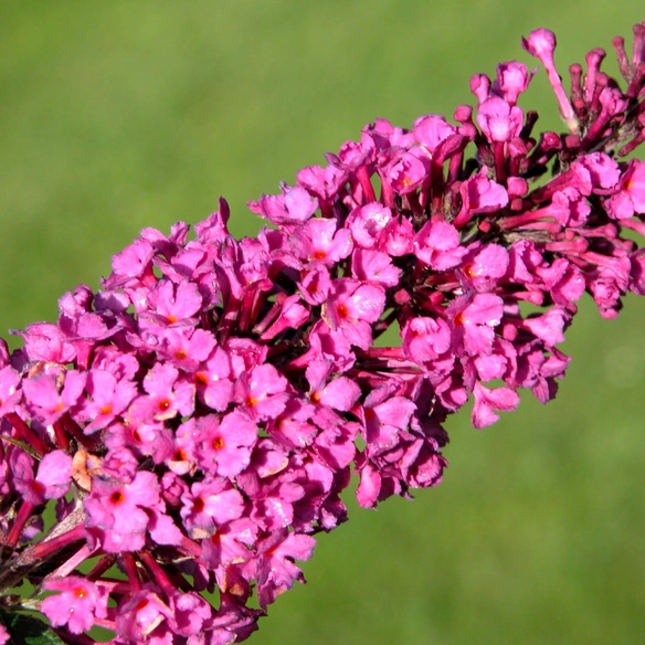 Sommerflieder, mehrjaehrig, rosa