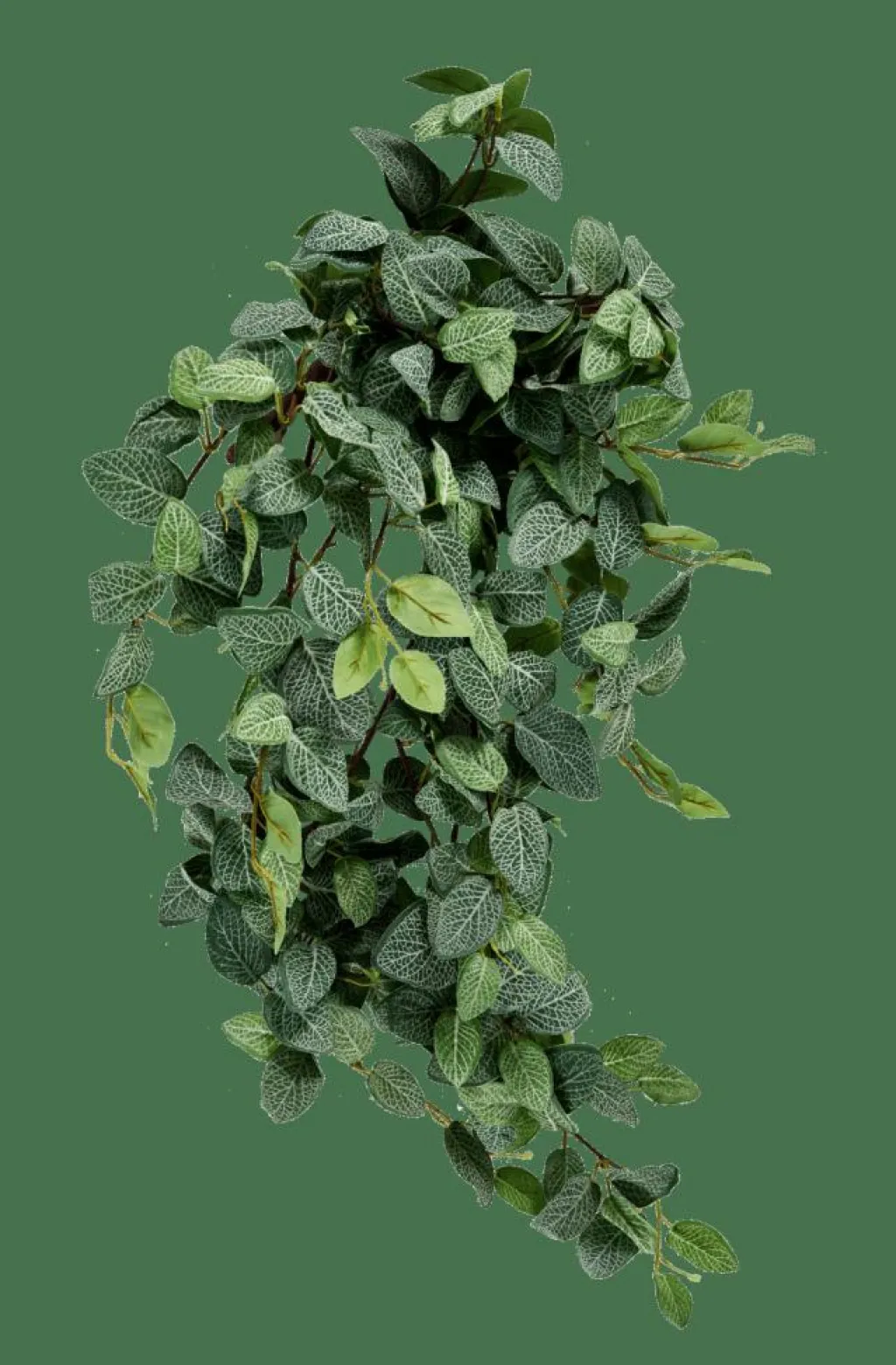 Plantes Artificielles|Branches Artificielles^CASA FITTONIA Guirlande Feuilles Vert