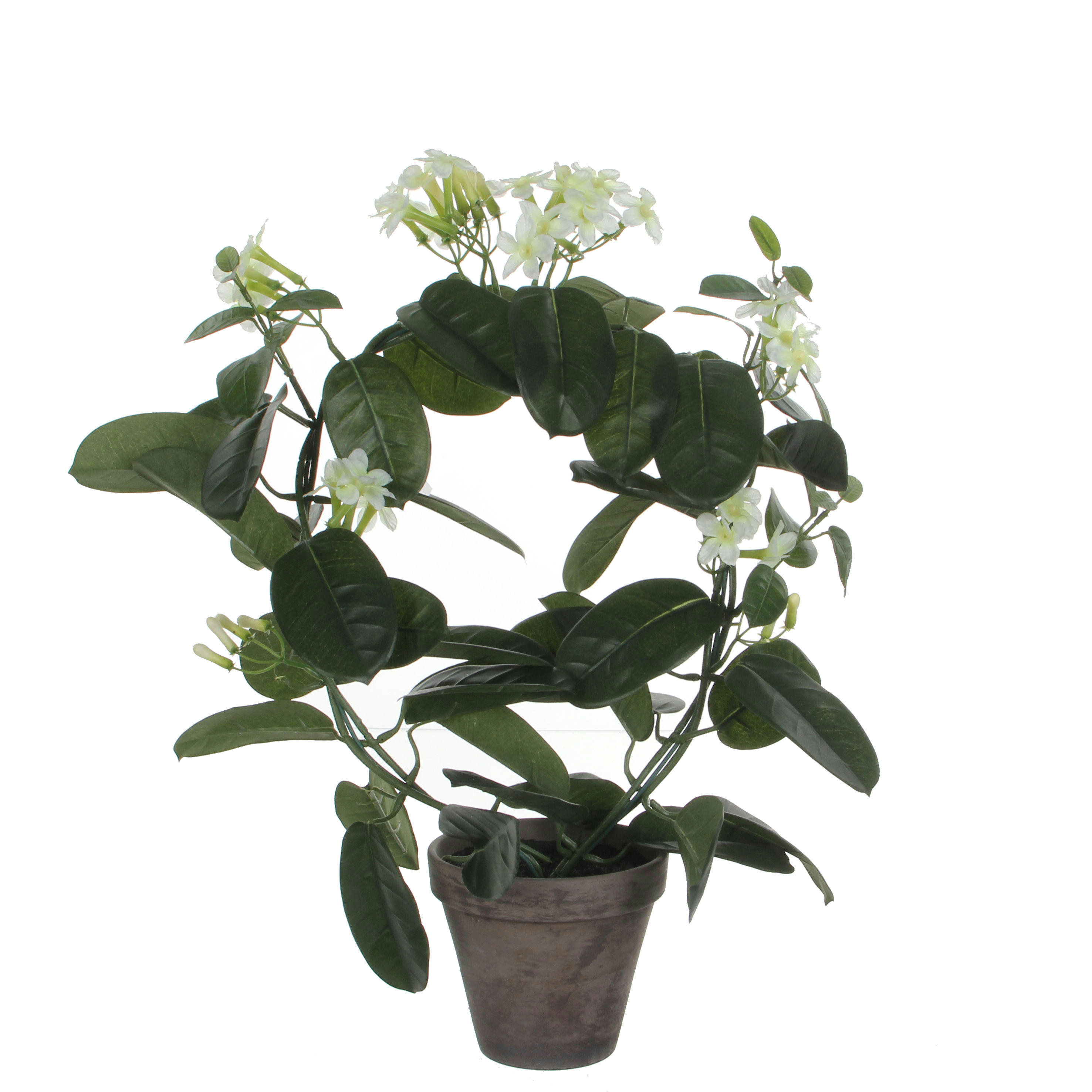 - Stephanotis artificielle blanc en pot H50