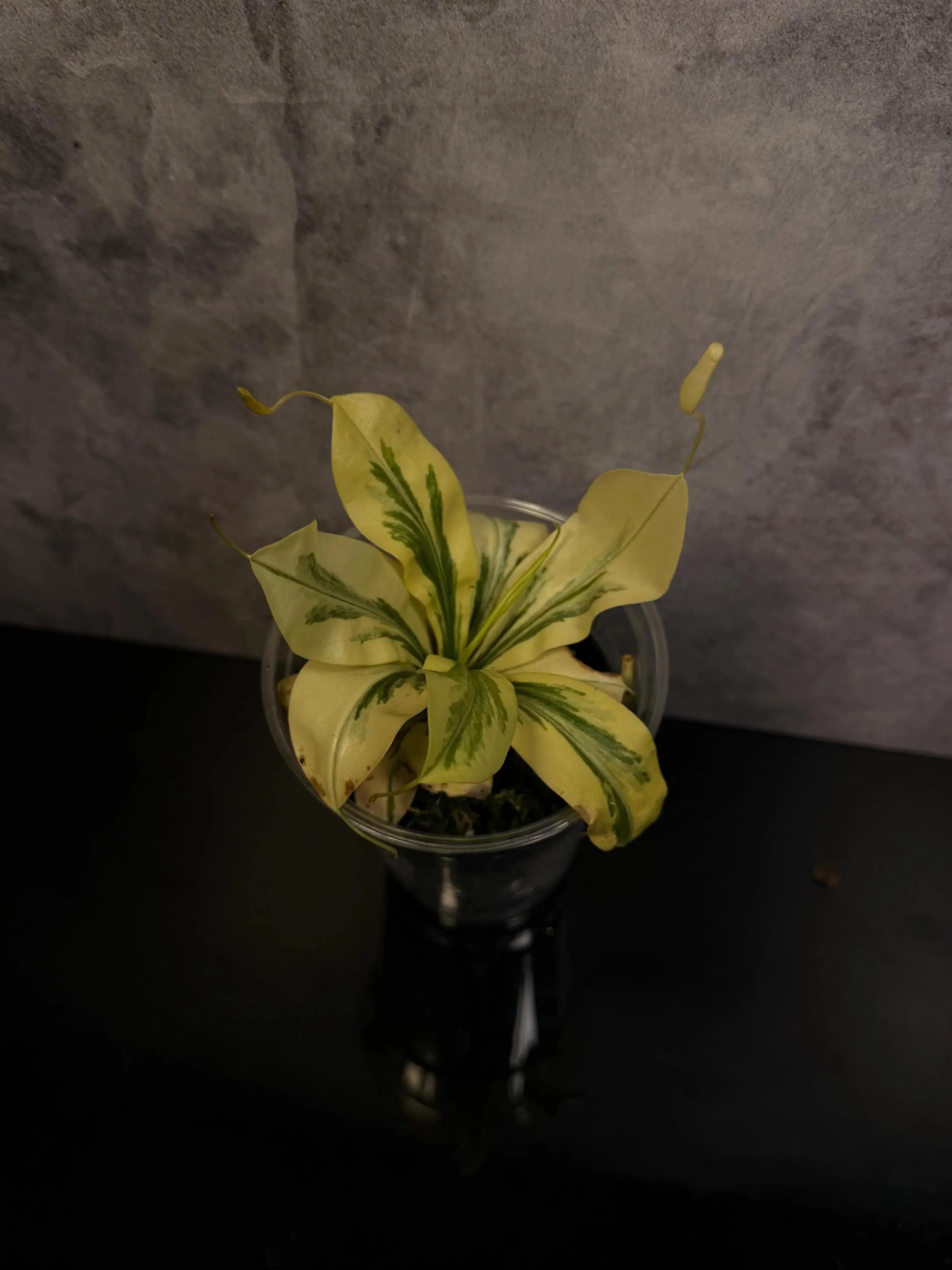 Nepenthes variegated 3
