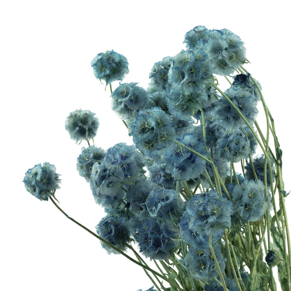 Trockenblumen »Skabiose Kugel«
