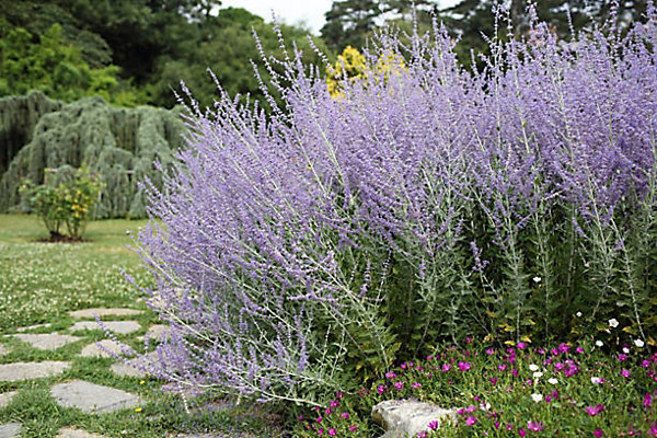 Arbres et plantes - PEROWSKIA atri. blue spire c4l. - 90cm - Bleu violet - Extérieur