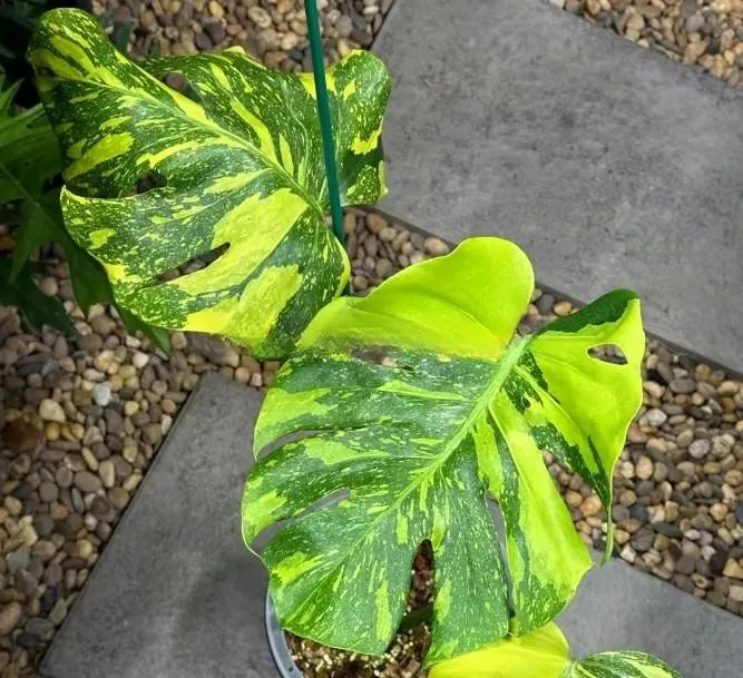 Monstera deliciosa 