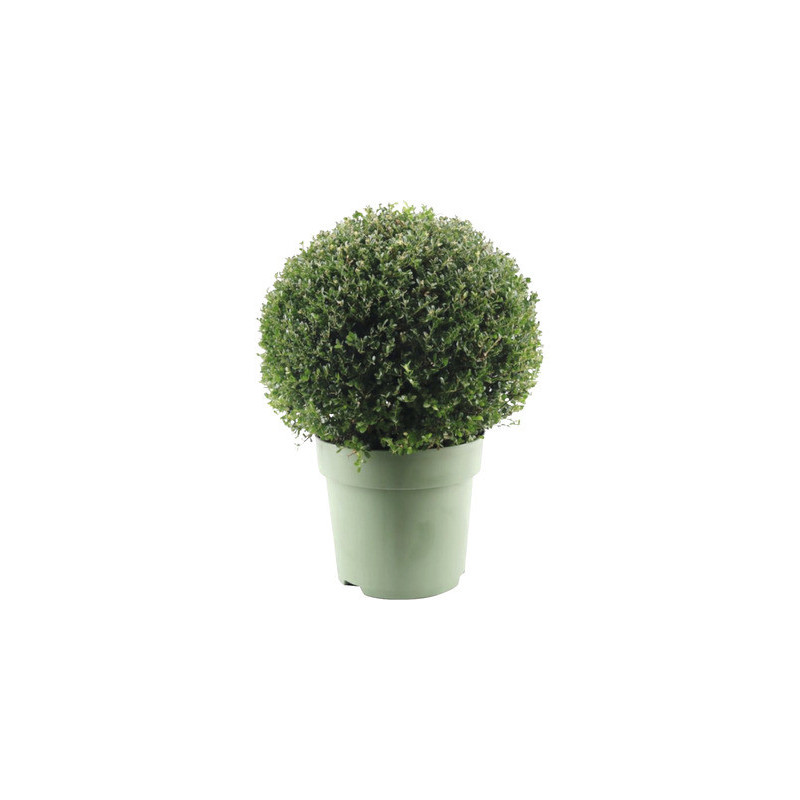 Ilex boule Crenata Jenny en pot