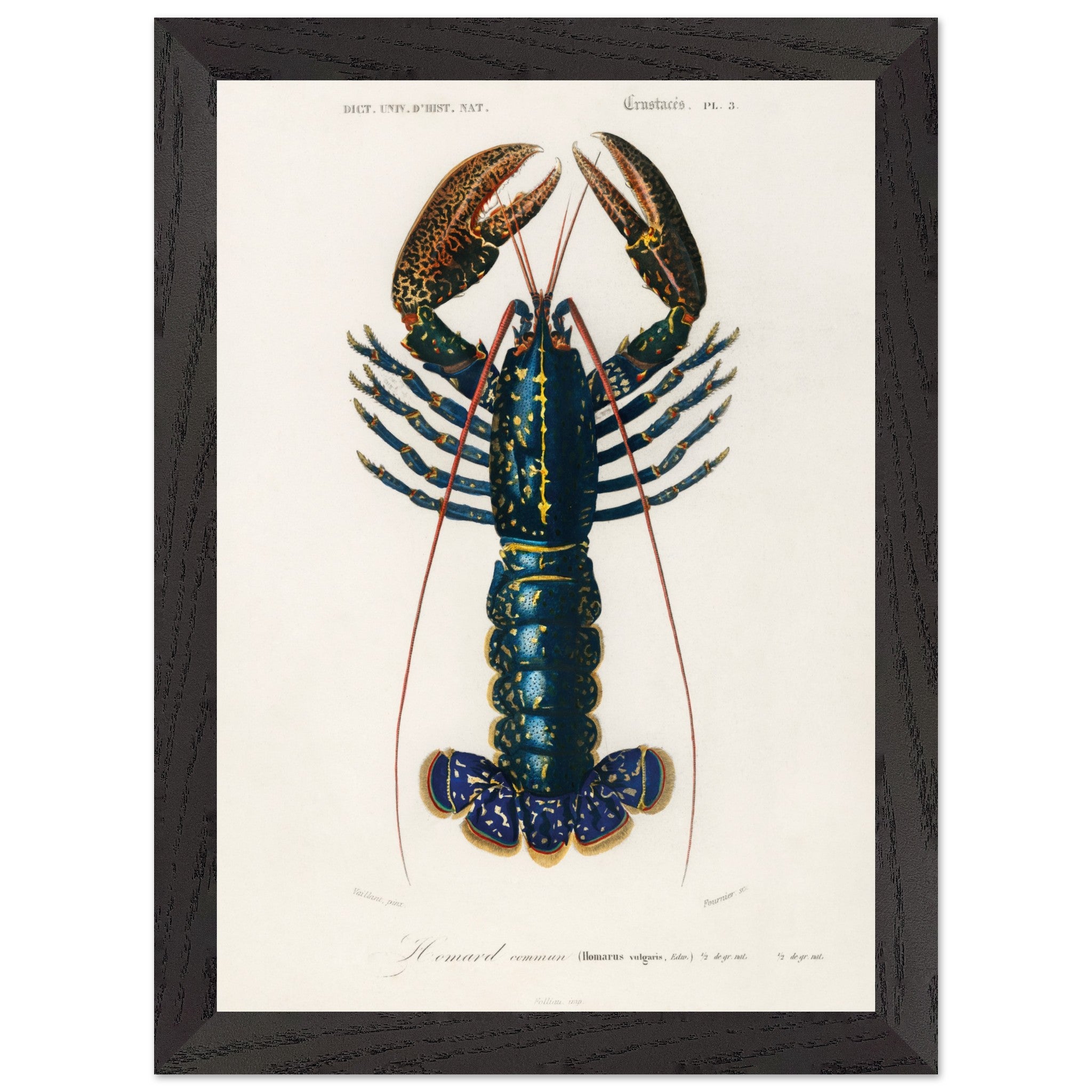 Artfulprints Poster met Lijst Charles Dessalines d'Orbigny - Crimson crawfish (palemon ornatum)  - A4 21x29.7 cm - Blauw
