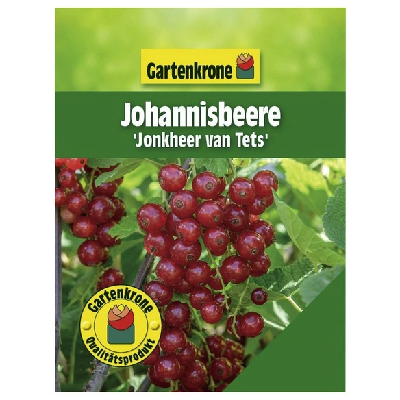 Johannisbeere, Ribes rubrum »Jonkheer V. Tets« Blüten: weiß, Früchte: rot, essbar