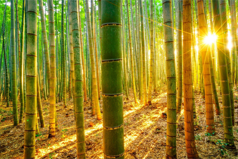 Fototapeta Wschód SŁOŃCA Las Bambusowy 90x60cm