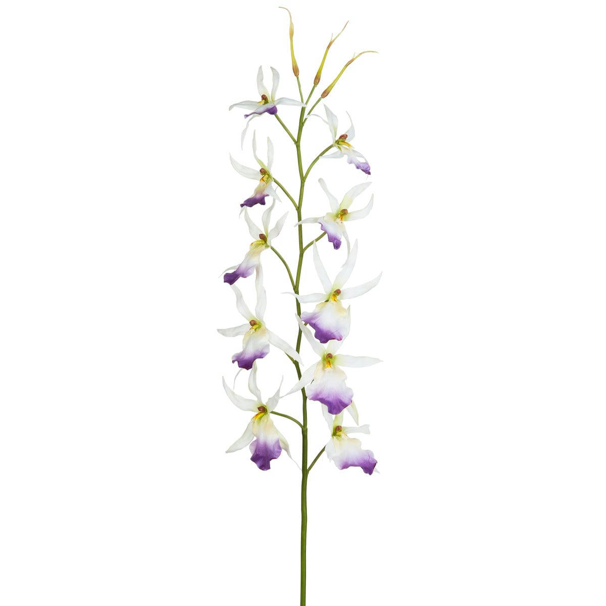 - Orchidée spider blanche H116