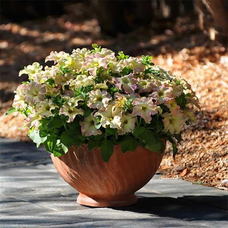 Petunia 'Sophistica Antique Shades' F1