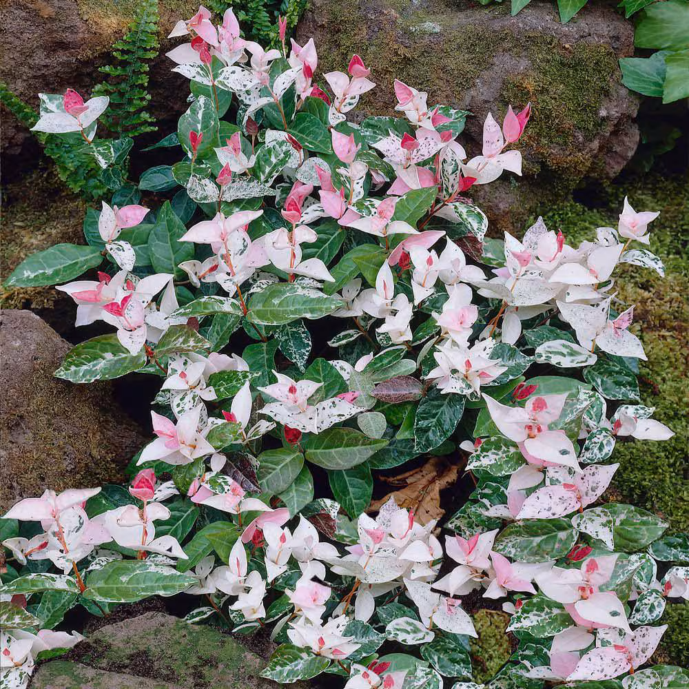 Snow'N'Summer Pink Variegated Jasmine, 4