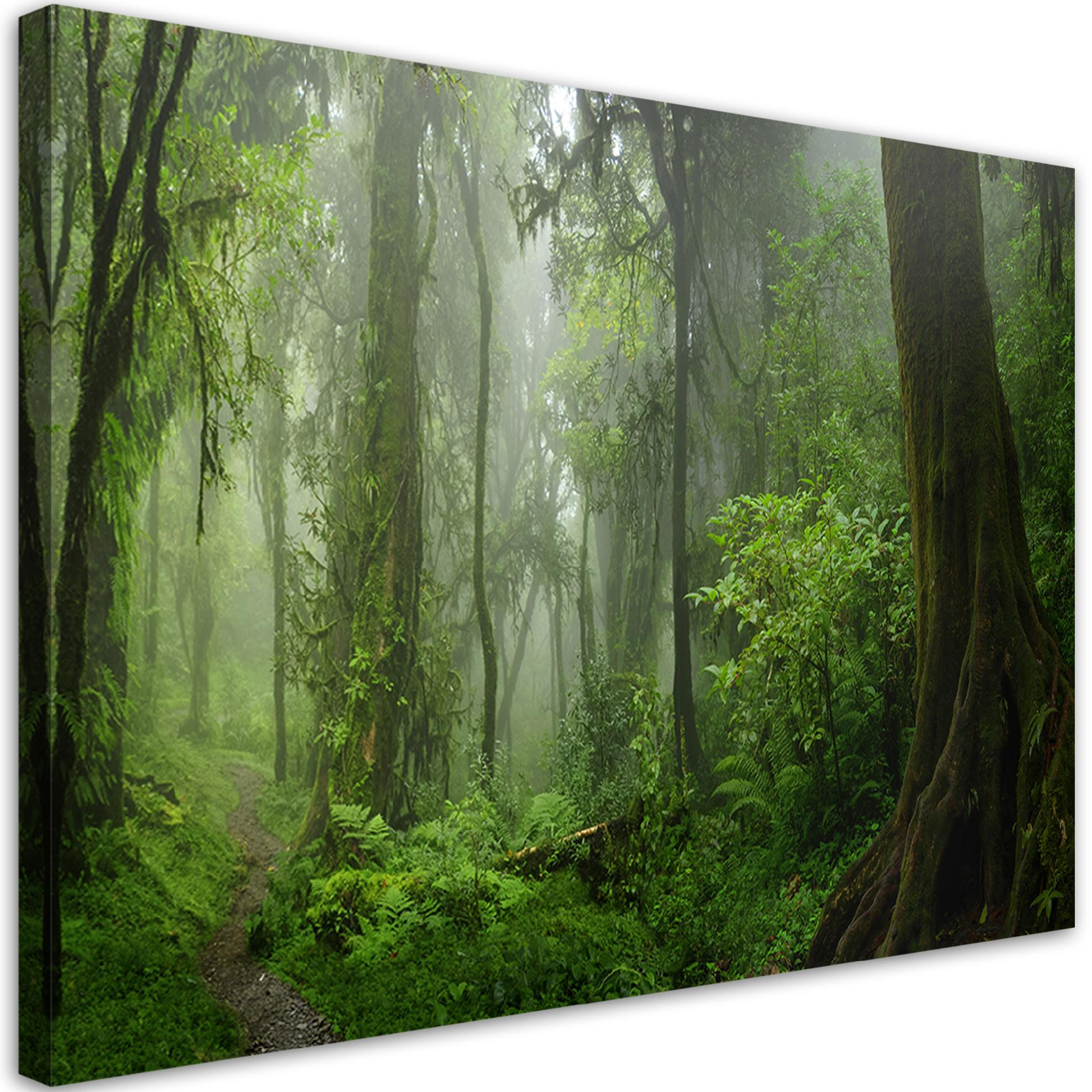 Feeby Obraz na płótnie, Tropikalny las dżungla 60x40