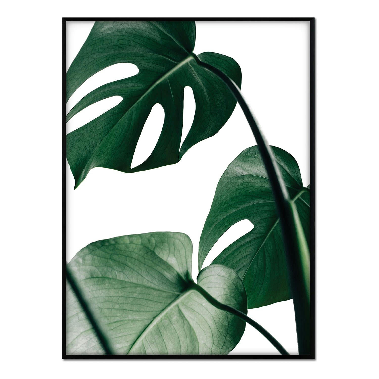 MONSTERA - Affiche avec cadre noir - Photographie Monstera - 30x40