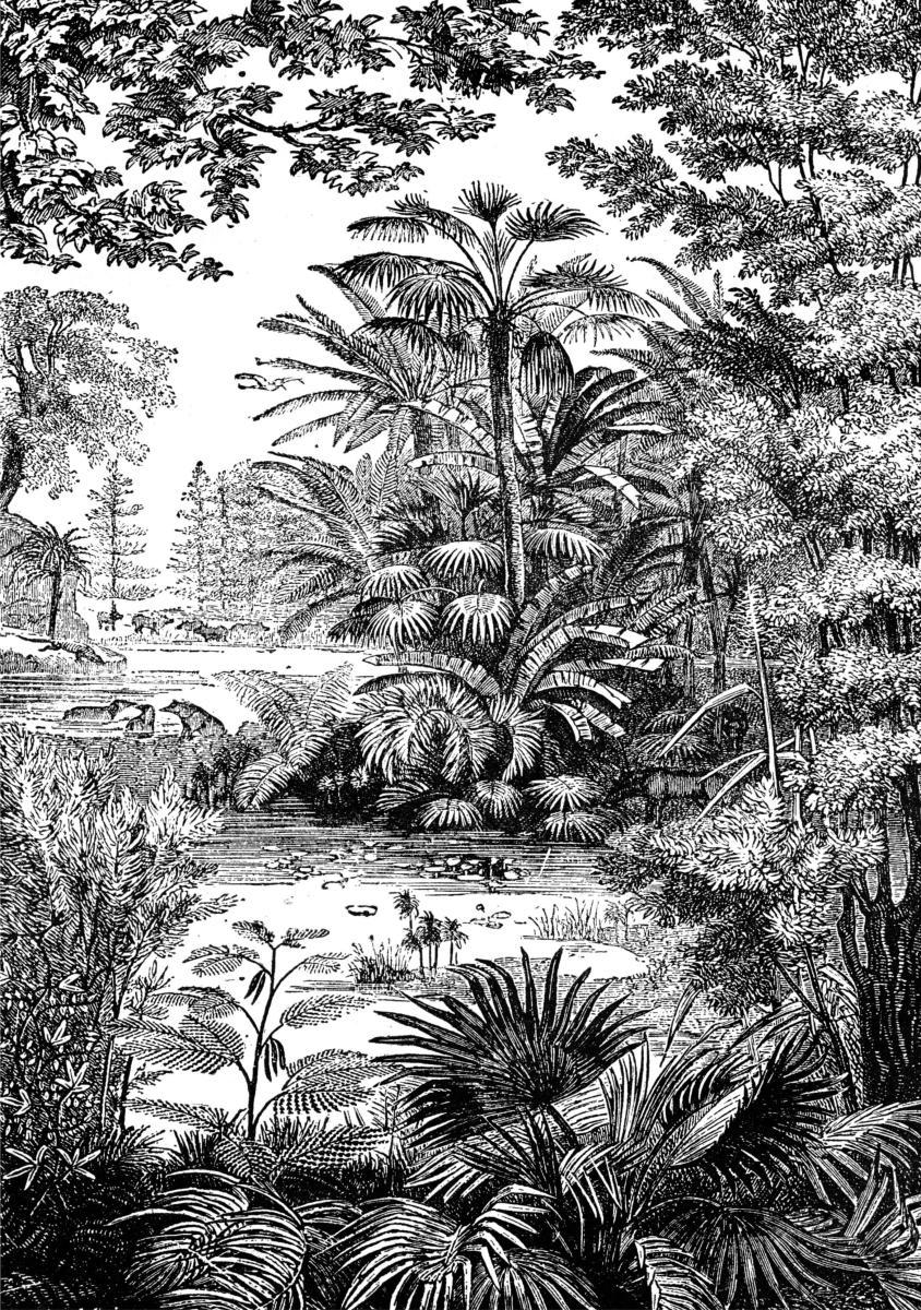 - Papier peint panoramique gravure tropiques 270x195cm