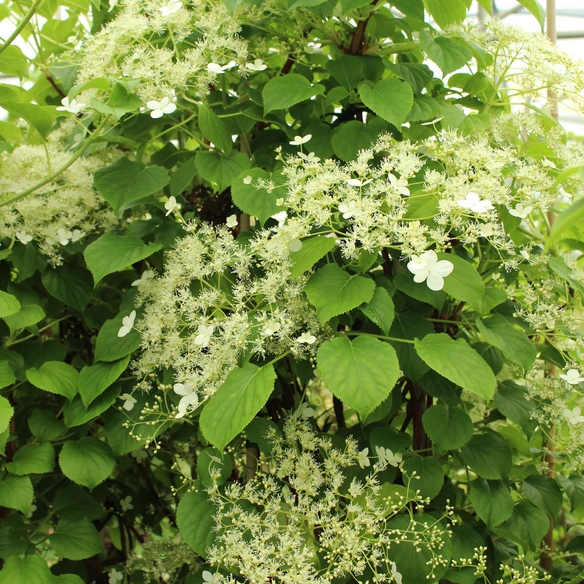 Kletterhortensie Hydrangea Kletterpflanzen, Blüten: weiß