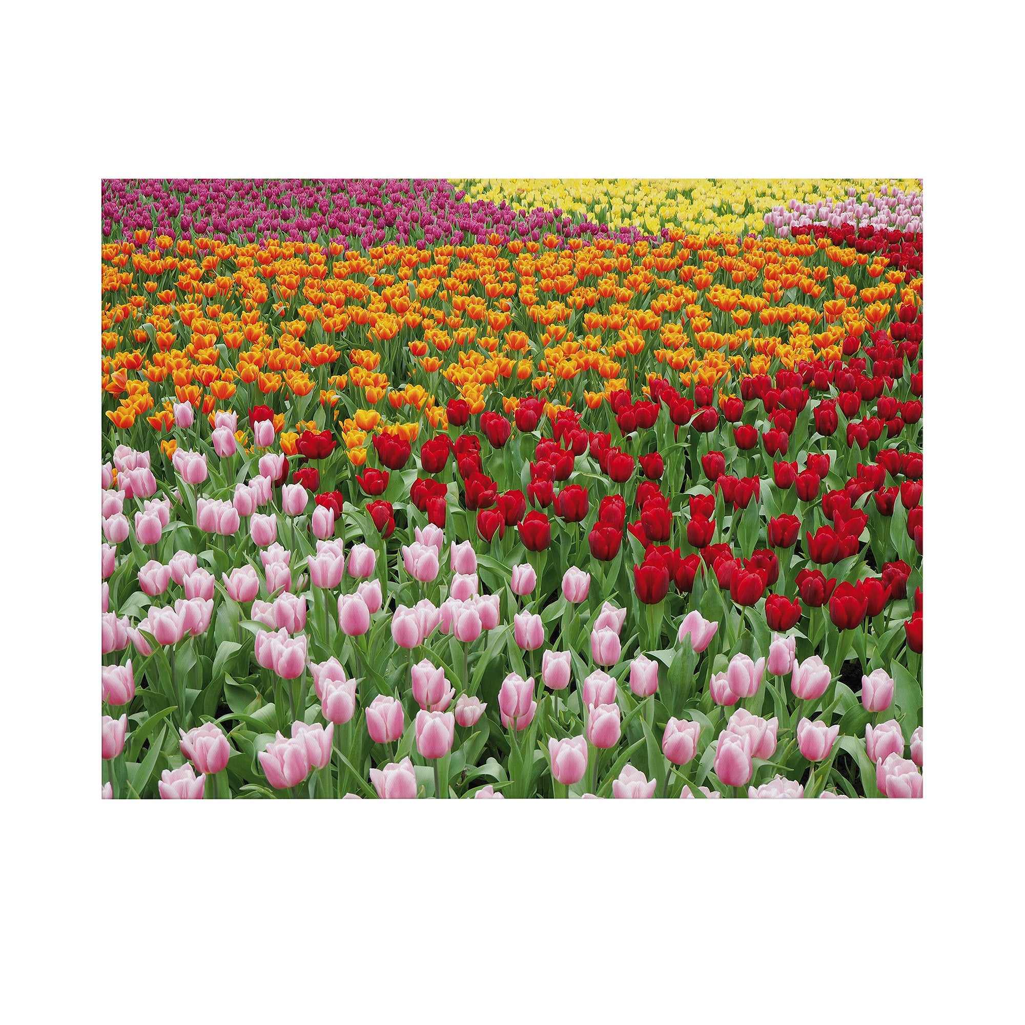 Art for the Home Buitencanvas Nederlands Tulpenveld