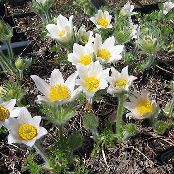 6 x Anémone pulsatile 'Alba' - Pulsatilla vulgaris 'Alba'- godet 9cm x 9cm