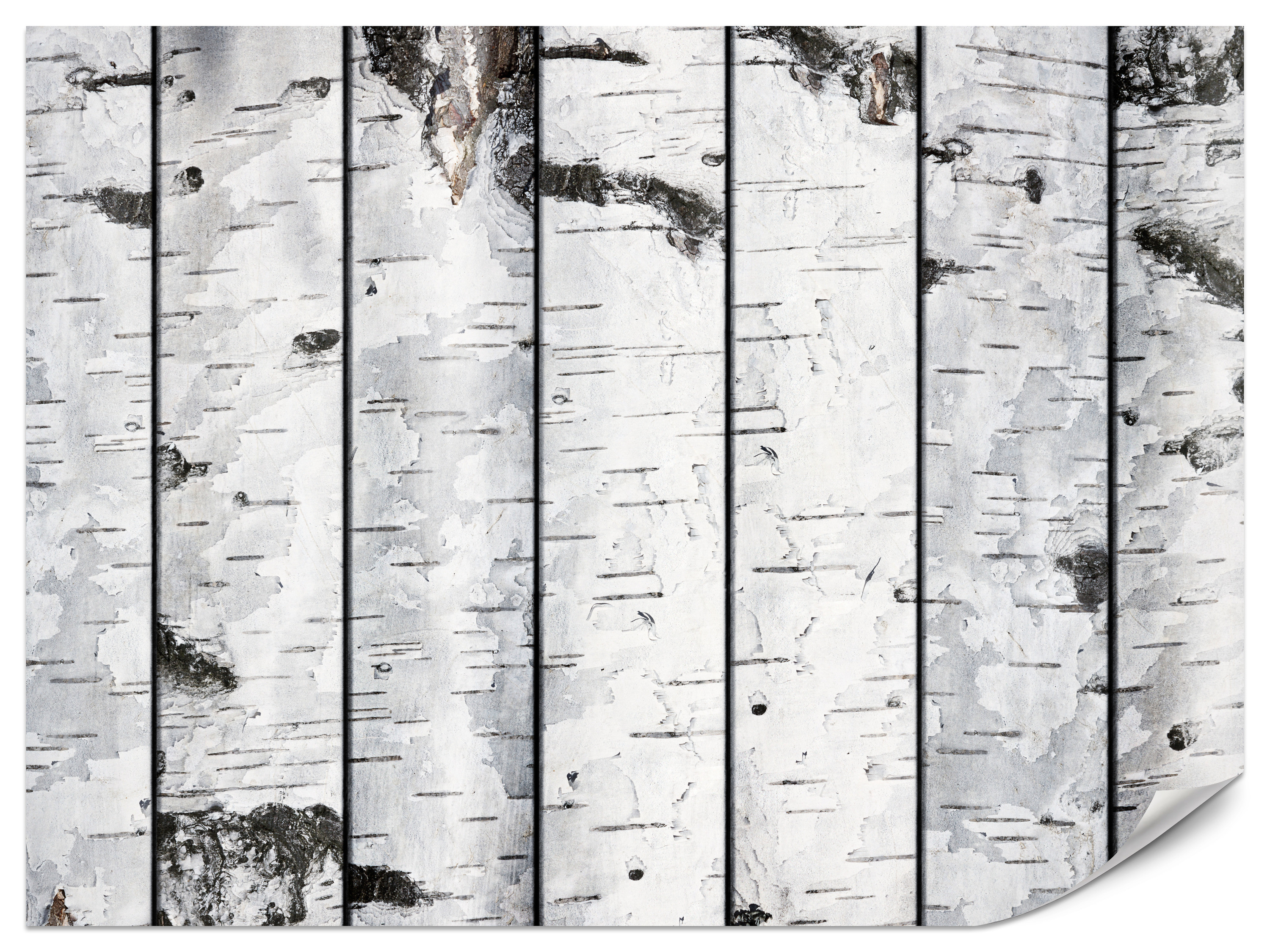 Fototapeta Brzozy 100x70cm