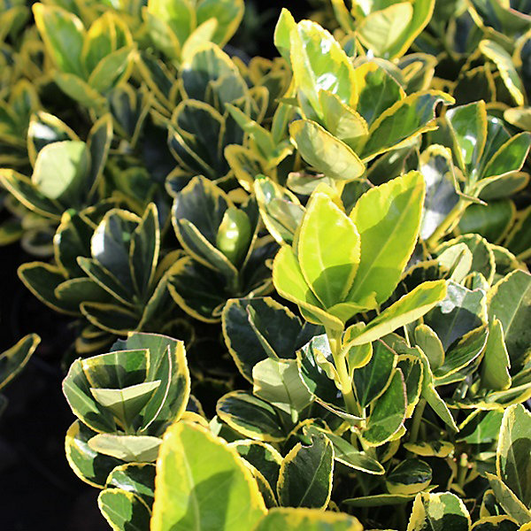 2 x Fusain du Japon 'Ovatus Aureus' - Euonymus japonicus 'Ovatus Aureus'- 20-30 cm pot