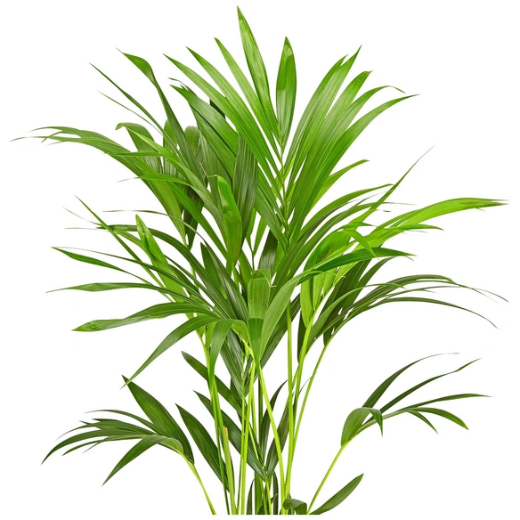 Kentiapalme Howea forsteriana