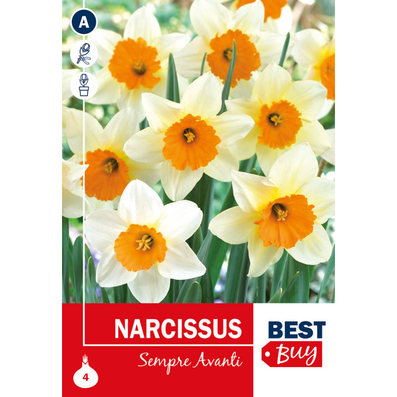 Bulbes de narcisses Sempre Avanti 4 pièces
