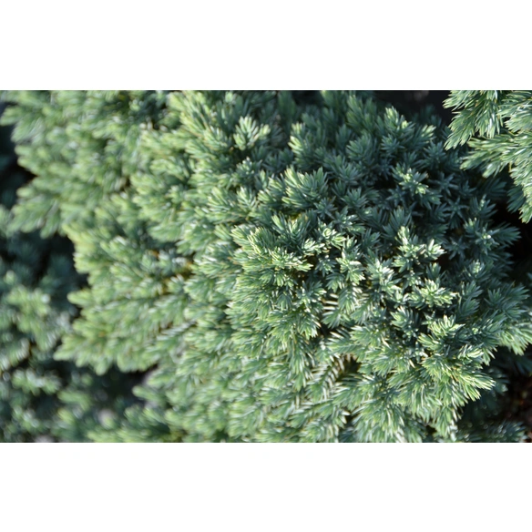 Blauer Zwergwacholder, Juniperus squamata »Blue Star«, immergrün