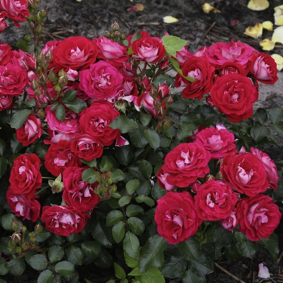 Patiorose, Rosa »Corazon®«, Blüten: creme bis rot
