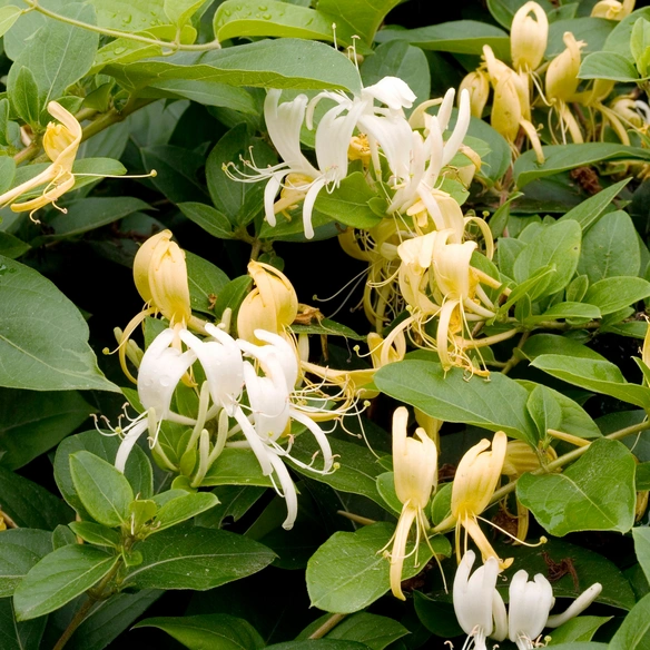 Geißblatt, Lonicera Japonica »Halliana«, Blätter: grün, Blüten: gelb