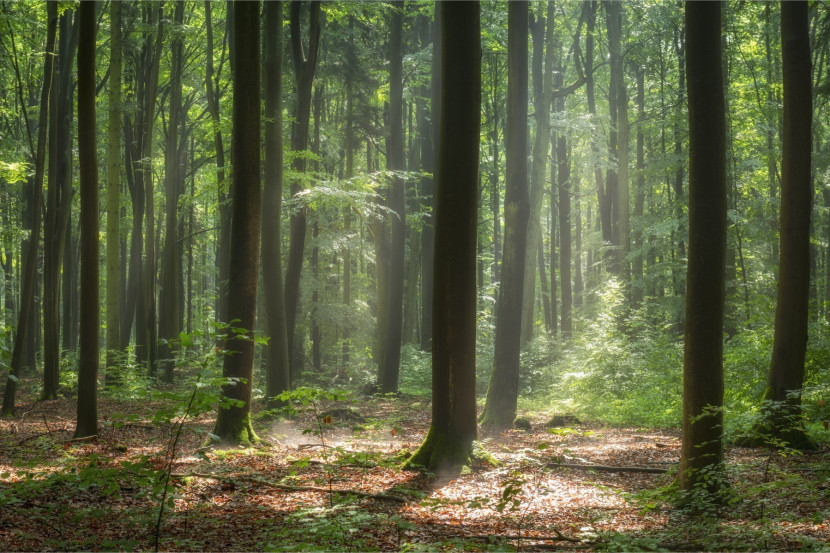 Fototapeta Wschód Słońca Pośród Drzew We Mgle 90x60cm