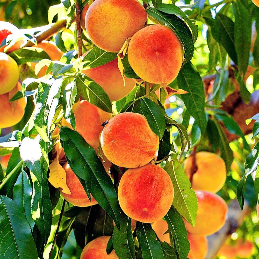 Red Haven Peach Tree Live Plant, Freestone Self Pollinating Fruit Tree, Heavy Bearing Deciduous Peach Tree, 5 Gallon Nursery Pot
