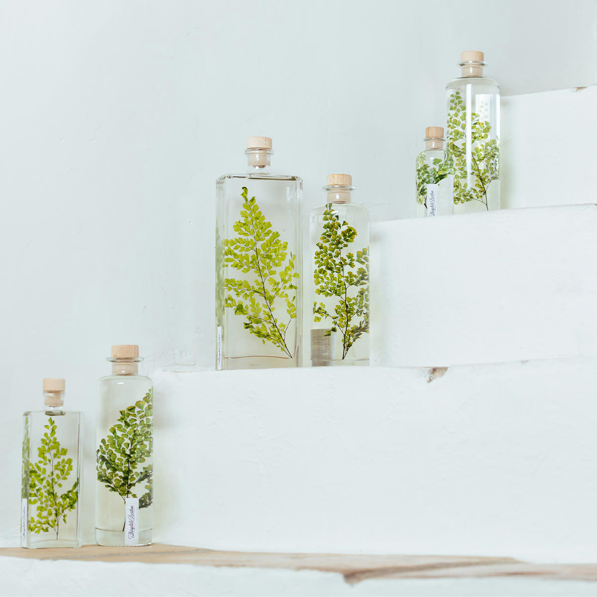 HERBARIUM DE THEOPHILE - Plante immergée Fougère Luthi verte