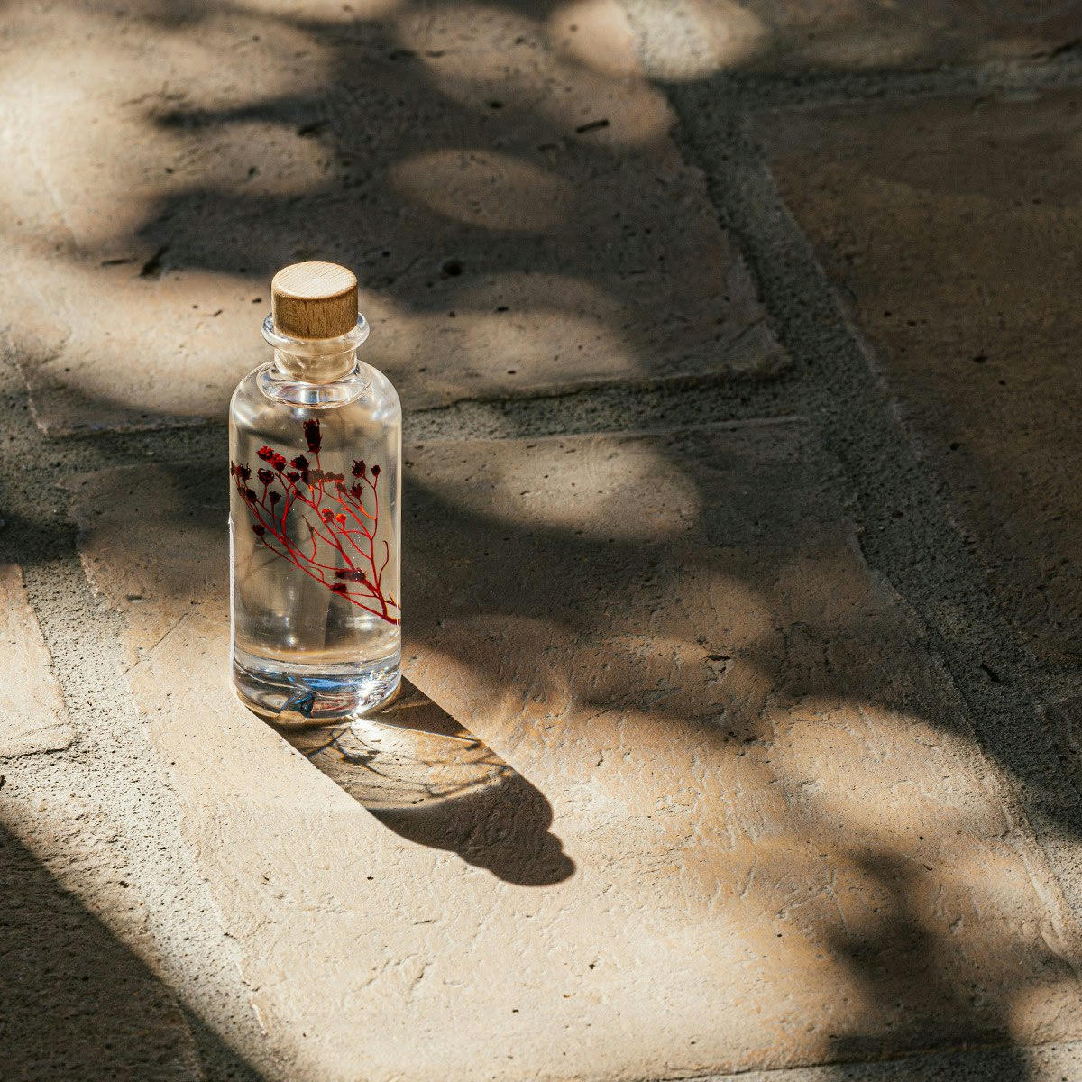 HERBARIUM DE THEOPHILE - Plante immergée Broom bloom rouge